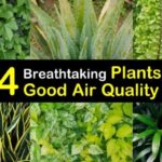 House Plants to Improve Indoor Air Quality | St. Louis HVAC Tips