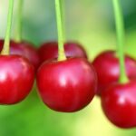 Cherry cherries transparent clipart pluspng library purepng hq food fruits