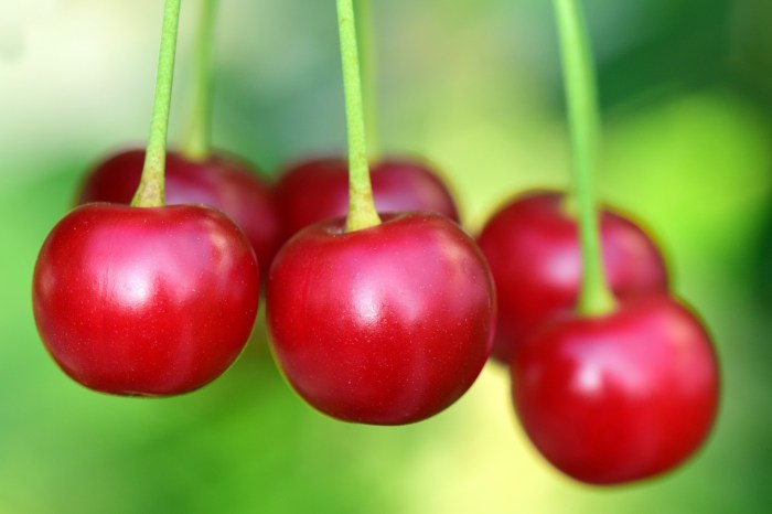 Cherry cherries transparent clipart pluspng library purepng hq food fruits